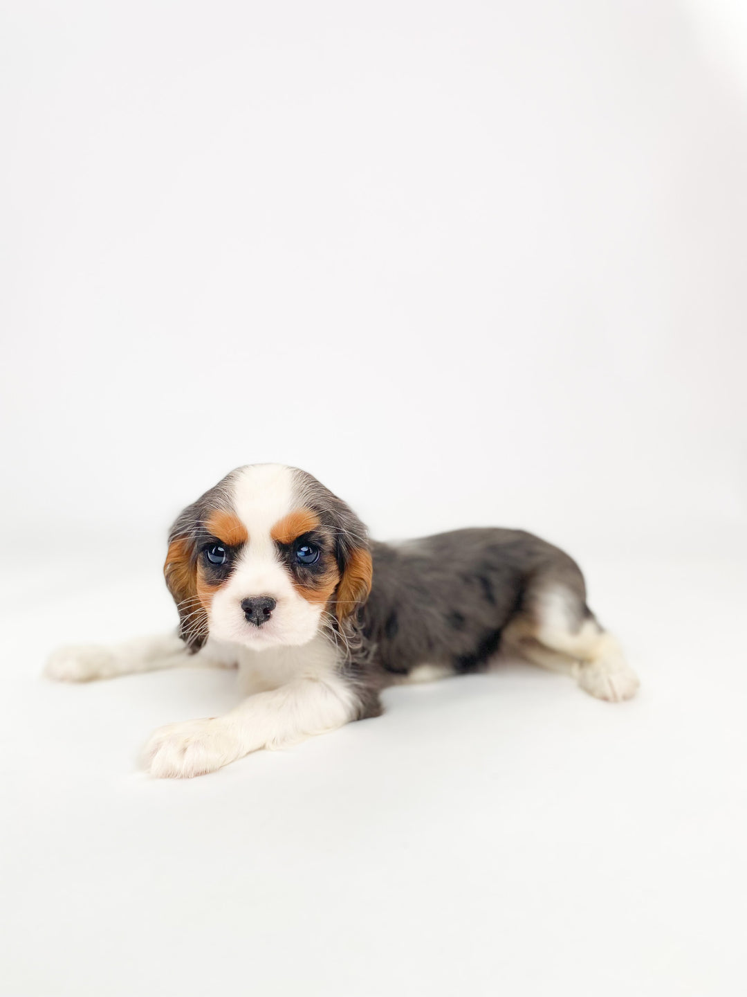 Cavalier King 8601 Boy