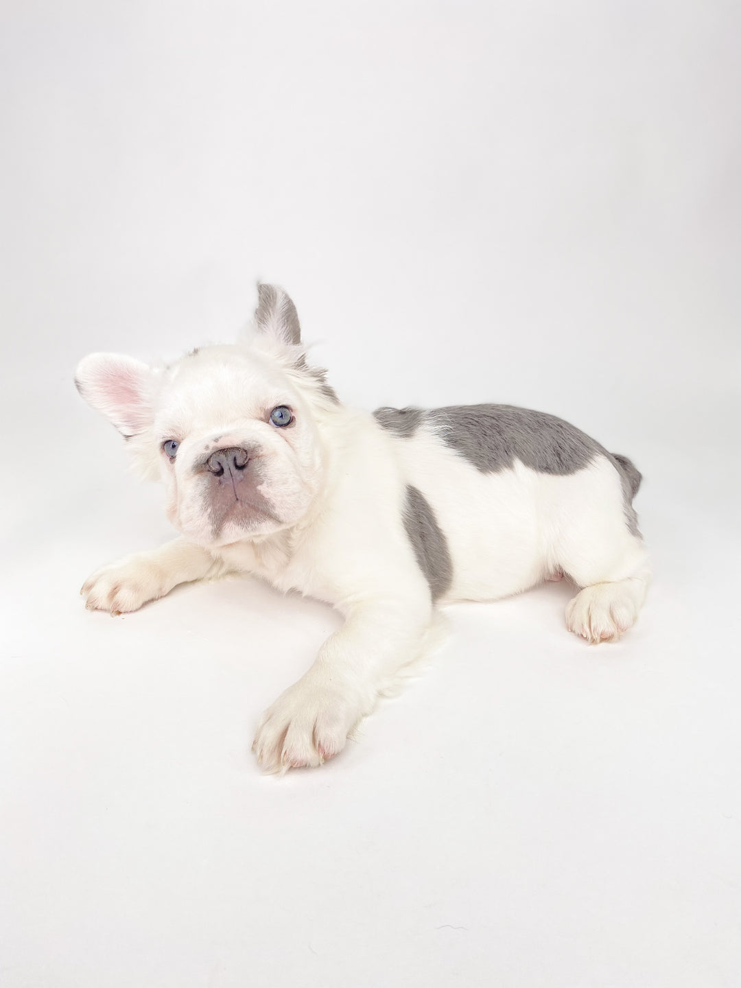 French Bulldog 9150 Boy