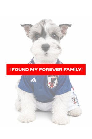 MIN SCHNAUZER 0262 BOY