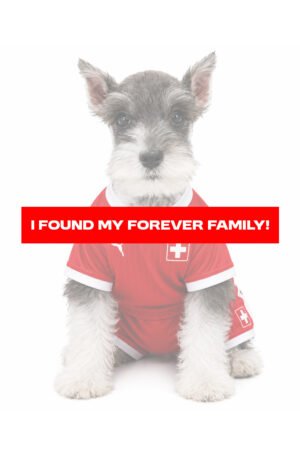 MIN SCHNAUZER 0280 BOY
