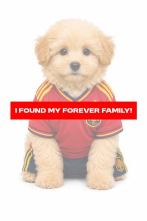 POMAPOO 0867 BOY