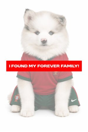 POMSKY 0912 BOY
