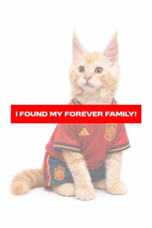MAINE COON 2111 BOY