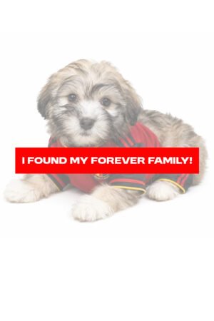 HAVANESE 2151 GIRL