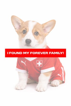 PEMBROKE WELSH CORGI 2204 GIRL