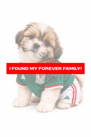SHIH TZU 2207 BOY