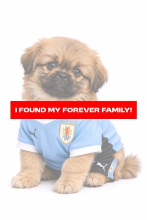 PEKINGESE 2228 GIRL