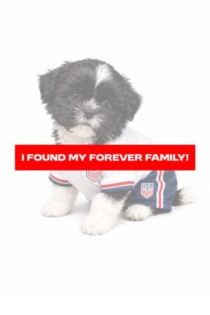 SHIH TZU 2256 BOY