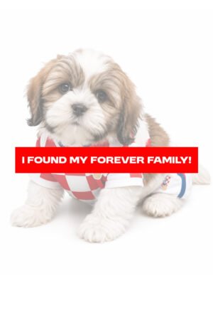 LHASA APSO 2352 GIRL