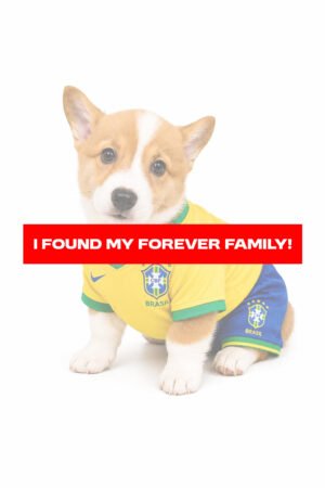 PEMBROKE WELSH CORGI 2363 GIRL