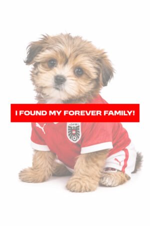 SHORKIE 2431 BOY
