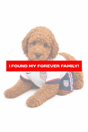 POODLE 2439 BOY