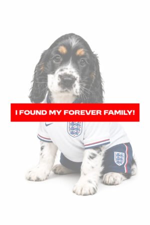 COCKER SPANIEL 2440 BOY