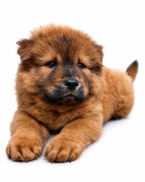 CHOW CHOW 2451 BOY