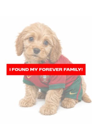 CAVAPOO 2595 GIRL