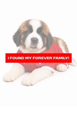 SAINT BERNARD 2645 GIRL