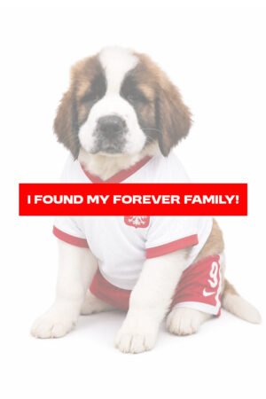 SAINT BERNARD 2741 BOY