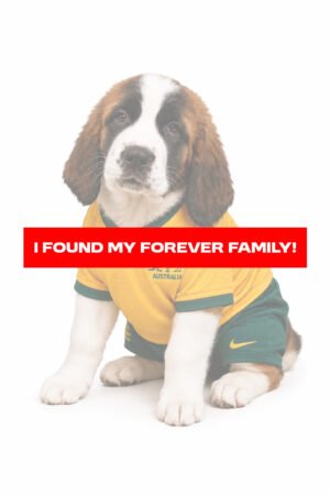 SAINT BERNARD 2756 GIRL