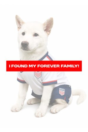 SHIBA INU 2844 BOY