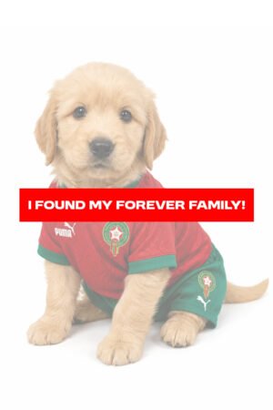 GOLDENDOODLE  MINI 3061 BOY