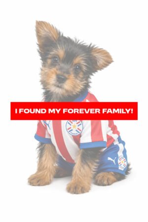 YORKSHIRE TERRIER 3105 GIRL