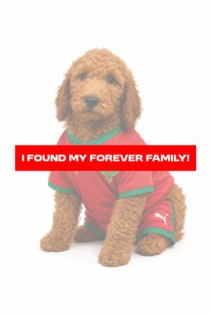 GOLDENDOODLE 3146 BOY