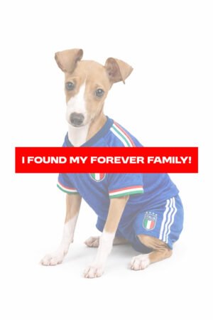ITALIAN GREYHOUND 3435 BOY