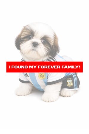 SHIH TZU 3571 BOY