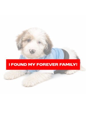 MINI POODLE 4287 GIRL