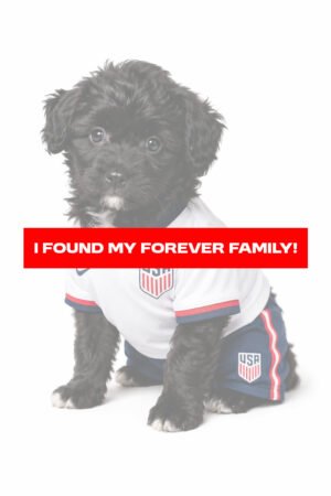 AUSSIEDOODLE 4703 GIRL