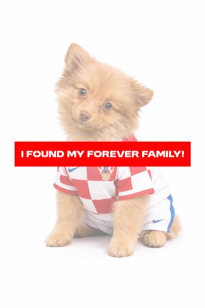 POMERANIAN 5410 BOY