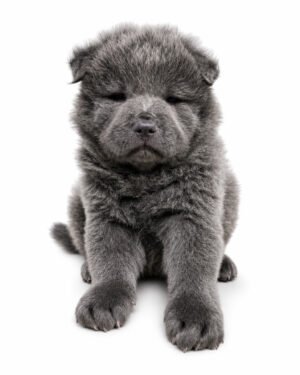 CHOW CHOW 5411 BOY