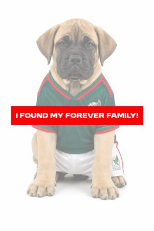 BULLMASTIFF 6128 BOY