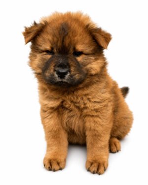 CHOW CHOW 6695 BOY