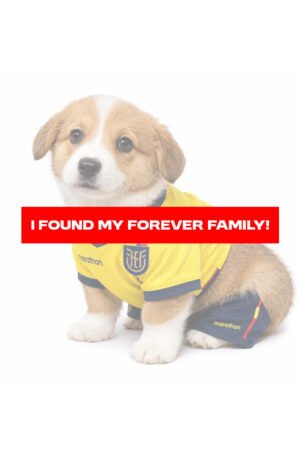 PEMBROKE WELSH CORGI 6873 GIRL
