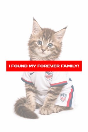 MAINE COON 7228 GIRL