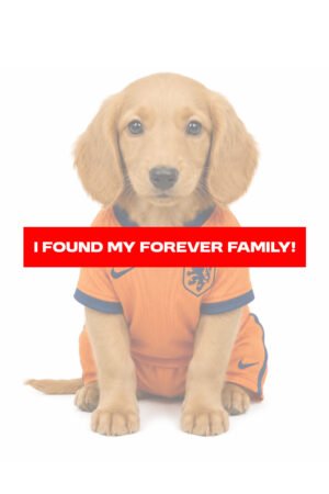 GOLDENDOODLE  MINI 7737 BOY