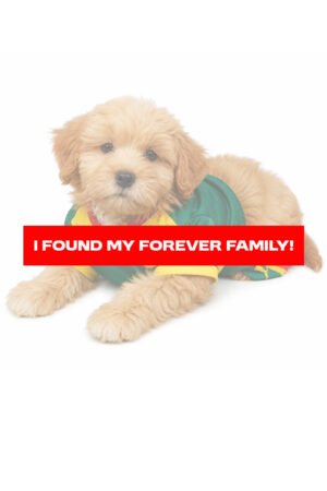 MALTIPOO 8981 BOY