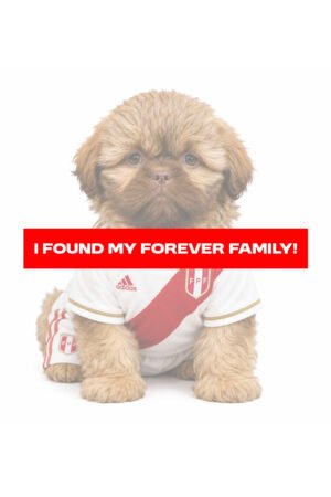SHIH TZU 9006 BOY