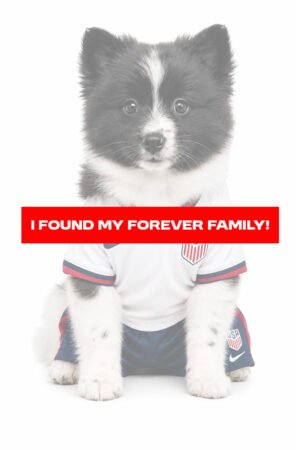 POMERANIAN 9775 BOY
