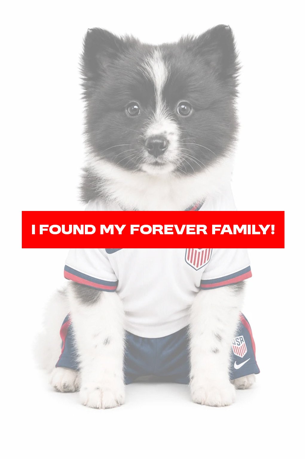 POMERANIAN 9775 BOY