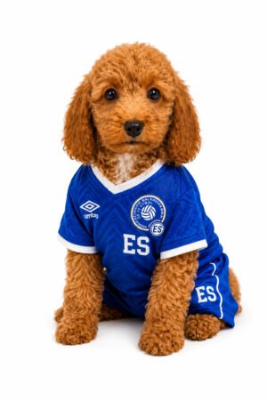 COCKAPOO 1817 BOY