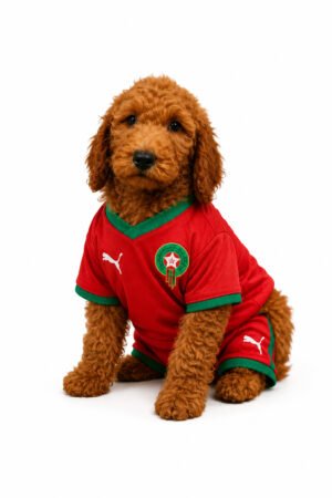 GOLDENDOODLE 3146 BOY