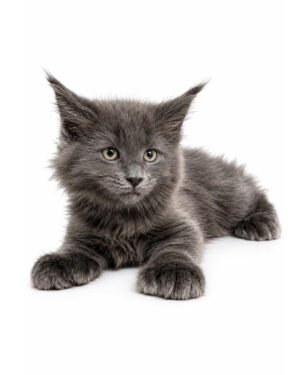 MAINE COON 4343 BOY