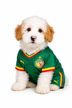 POODLE 9065 BOY