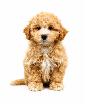 BICHAPOO 3983 BOY