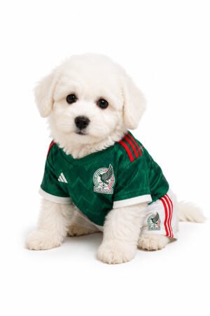 BICHON 2824 GIRL