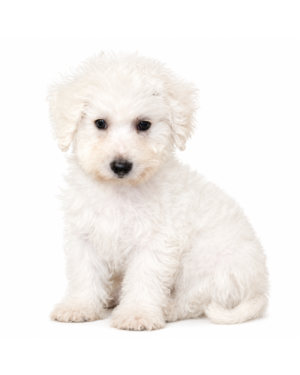 BICHON 5049 BOY