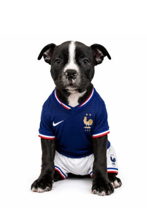BOSTON TERRIER 9894 GIRL
