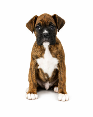 BOXER 1421 BOY